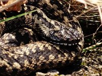 Vipera berus 58, Adder, Saxifraga-Hans Dekker