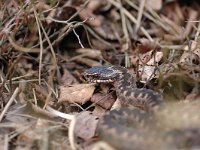 Vipera berus 59, Adder, Saxifraga-Bas Klaver