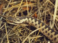 Vipera berus 6, Adder, Saxifraga-Kees Marijnissen