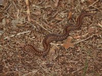 Vipera berus 60, Adder, Saxifraga-Bas Klaver