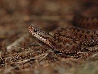 Vipera berus 61, Adder, Saxifraga-Bas Klaver