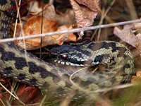 Vipera berus 62, Adder, Saxifraga-Hans Dekker