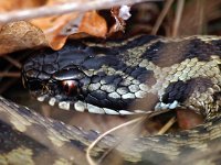 Vipera berus 63, Adder, Saxifraga-Hans Dekker