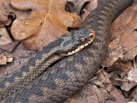 Vipera berus 64, Adder, Saxifraga-Hans Dekker