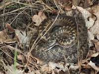 Vipera berus 65, Adder, Saxifraga-Hans Dekker