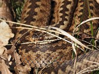 Vipera berus 66, Adder, Saxifraga-Hans Dekker