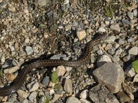 Vipera berus 67, Adder, Saxifraga-Willem van Kruijsbergen