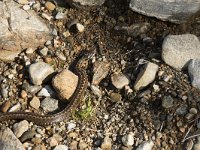 Vipera berus 68, Adder, Saxifraga-Willem van Kruijsbergen