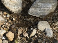 Vipera berus 69, Adder, Saxifraga-Willem van Kruijsbergen