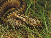 Vipera berus 7, Adder, Saxifraga-Kees Marijnissen