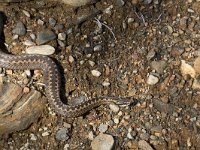 Vipera berus 70, Adder, Saxifraga-Willem van Kruijsbergen