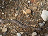 Vipera berus 71, Adder, Saxifraga-Willem van Kruijsbergen