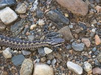 Vipera berus 72, Adder, Saxifraga-Willem van Kruijsbergen