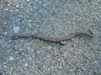 Vipera berus 73, Adder, Saxifraga-Annemiek Bouwman