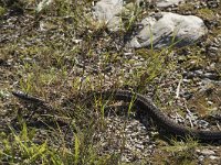 Vipera berus 74, Adder, Saxifraga-Willem van Kruijsbergen