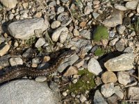 Vipera berus 75, Adder, Saxifraga-Willem van Kruijsbergen