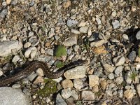 Vipera berus 76, Adder, Saxifraga-Willem van Kruijsbergen