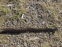 Vipera berus 78, Adder, Saxifraga-Willem van Kruijsbergen