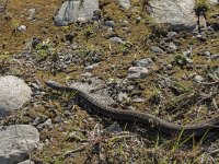 Vipera berus 79, Adder, Saxifraga-Willem van Kruijsbergen