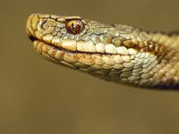 Vipera berus 8, Adder, Saxifraga-Kees Marijnissen