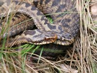 Vipera berus 80, Adder, Saxifraga-Henk Baptist