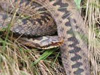 Vipera berus 81, Adder, Saxifraga-Henk Baptist