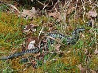 Vipera berus 82, Adder, Saxifraga-Hans Dekker