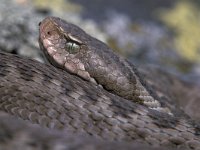 Vipera dinniki