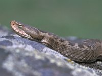 Vipera dinniki 3, Saxifraga-Edo van Uchelen