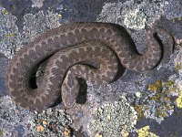 Vipera dinniki 4, Saxifraga-Edo van Uchelen