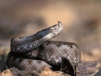 Vipera latasti, Lataste s Viper