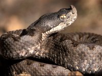 Vipera latastii 2, Saxifraga-Edo van Uchelen