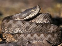 Vipera latastii 3, Saxifraga-Edo van Uchelen