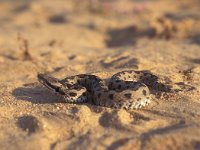 Vipera latastii 4, Saxifraga-Rob Felix