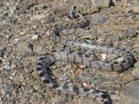 Vipera xanthina 1, Ottomaanse Adder, Saxifraga-Henk Baptist