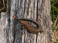 Zootoca vivipara , Viviparous Lizard