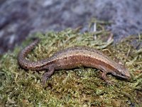 Zootoca vivipara 14, Levendbarende hagedis, female, Saxifraga-Kees Marijnissen