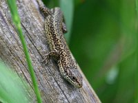 Zootoca vivipara 22, Levendbarende hagedis, Saxifraga-Bart Vastenhouw