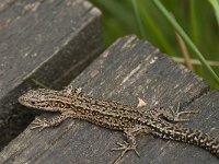 Zootoca vivipara 29, Levendbarende hagedis, Saxifraga-Jan van der Straaten