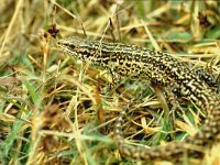 Zootoca vivipara 3, Levendbarende hagedis, male, Saxifraga-Kees Marijnissen