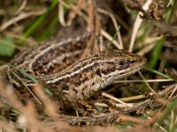 Zootoca vivipara 32, Levendbarende hagedis, Saxifraga-Jelmer Reyntjes  Levendbarende hagedis - Lacerta agilis : Lacerta agilis, Levendbarende hagedis, hagedis, levendbarende, mannetje, portret