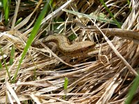 Zootoca vivipara 39, Levendbarende hagedis, Saxifraga-Rutger Barendse