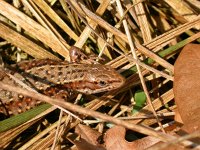 Zootoca vivipara 6, Levendbarende hagedis, Saxifraga-Mark Zekhuis