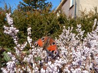 Aglais io 100, Dagpauwoog, on Erica carnea, Saxifraga-Kars Veling