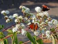 Aglais io 102, Dagpauwoog, on Heptacodium miconioides, Saxifraga-Kars Veling