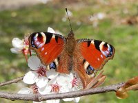 Aglais io 103, Dagpauwoog, on Prunus after hibernation, Saxifraga-Kars Veling