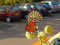 Aglais io 105, Dagpauwoog, on Hedera helix at a car park, Saxifraga-Kars Veling