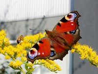 Aglais io 110, Dagpauwoog, on Solidago Saxifraga-Kars Veling