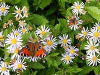 Aglais io 114, Dagpauwoog, on Aster, Saxifraga-Kars Veling