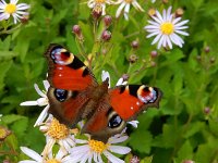 Aglais io 117, Dagpauwoog, on Aster, Saxifraga-Kars Veling